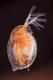 Daphnia magna