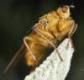 Scathophaga stercoraria