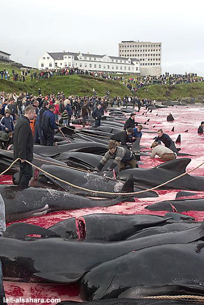 Pilota-bálnák legyilkolva