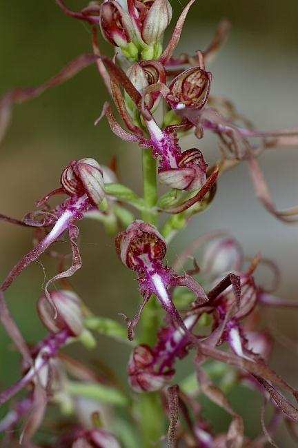 Adriai sallangvirág (Himantoglossum adriaticum)