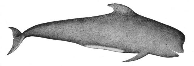 Calderon-delfin
