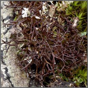 Tüskés vértecs, Cetraria aculeata