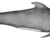Calderon-delfin