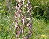 Bíboros sallangvirág (Himantoglossum caprinum)