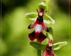 Légybangó (Ophrys insectifera)