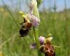 Szarvas bangó (Ophrys scolopax)