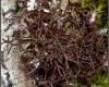 Tüskés vértecs, Cetraria aculeata