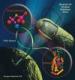 Bactericides