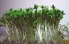 Lepidium sativum
