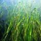Vallisneria americana Michx.