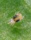 Spider mite (Tetranychus urticae)
