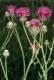 Budai imola (Centaurea sadleriana)