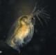 Daphnia sp.