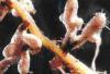 Endomikorrhiza-gombák, vagy VAM-gombák (Glomeromycota)