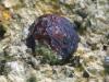 Garnet (almandine)