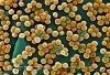 Staphylococcus aureus