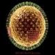 Cubical virus