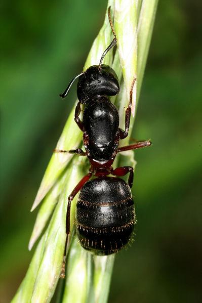 Barnatorú lóhangya (Camponotus herculeanus)