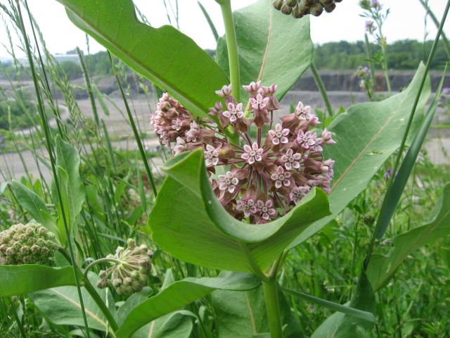 http://upload.wikimedia.org/wikipedia/commons/3/31/The_common_milkweed_in_all_it