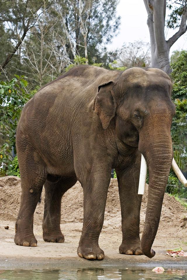 Ázsiai elefánt (Elephas maximus)