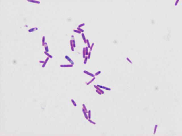 Bacillus larvae