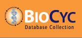 BioCyc
