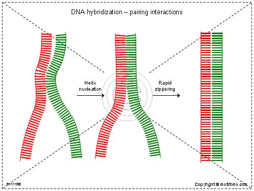 DNS hibridizáció