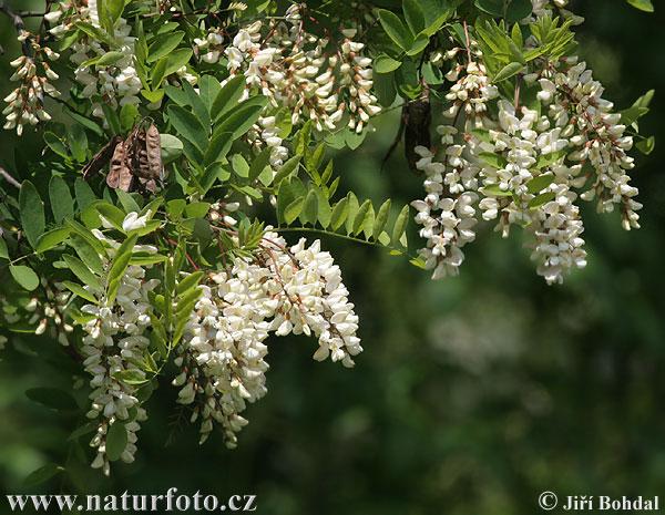 Fehér akác (Robinia pseudoacacia) 