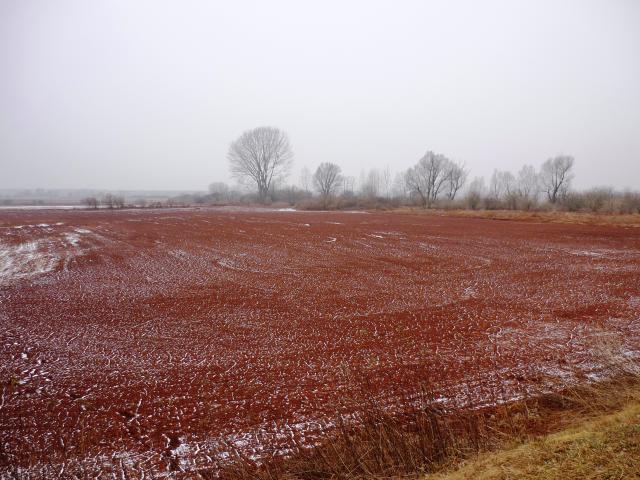 Vörösiszappal borított talaj Somlóvásárhelynél