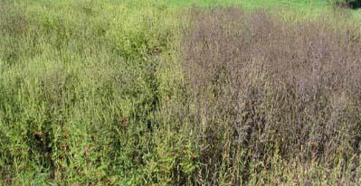 Bioherbicides against ragweed