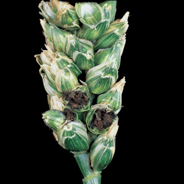 Búza-kőüszög (Tilletia tritici)