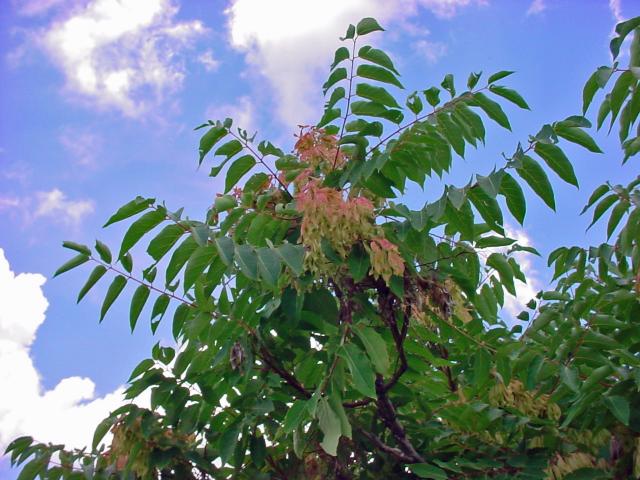 Bálványfa (Ailanthus altissima)