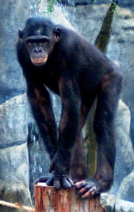 Bonobó (Pan paniscus)