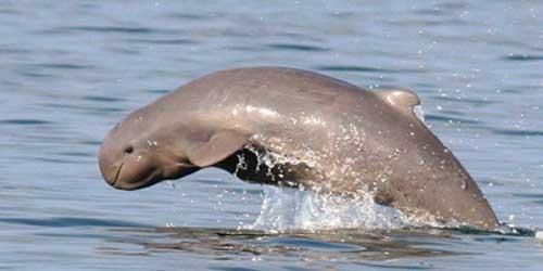Kúposfejű delfin