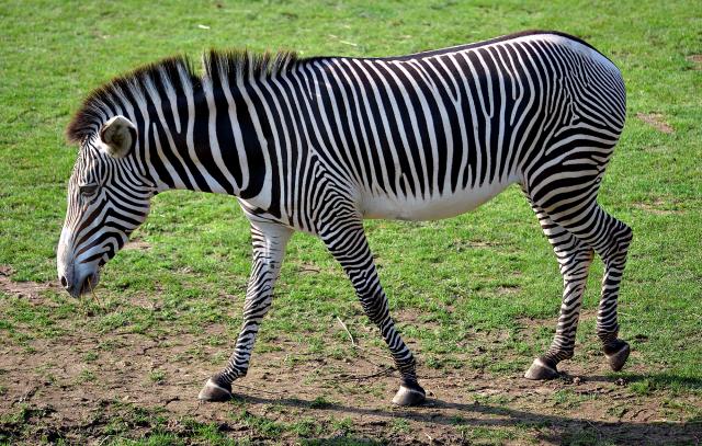 Grévy-zebra (Equus Grevyi)