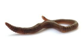 Ringed worms (Annelida) 