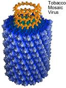 Helical virus