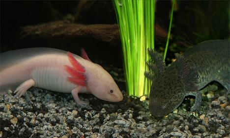 Mexikói axolotl