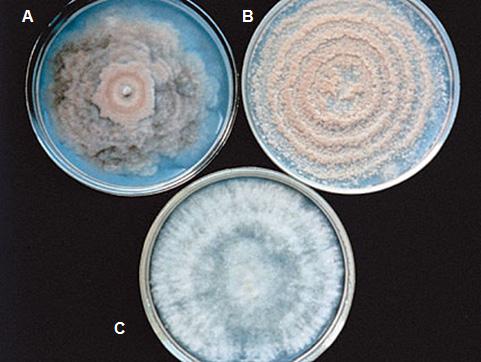Ageing bacterium colonies
