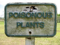 Mérgező növények