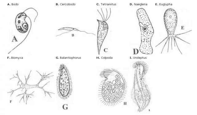 Soil protozoa