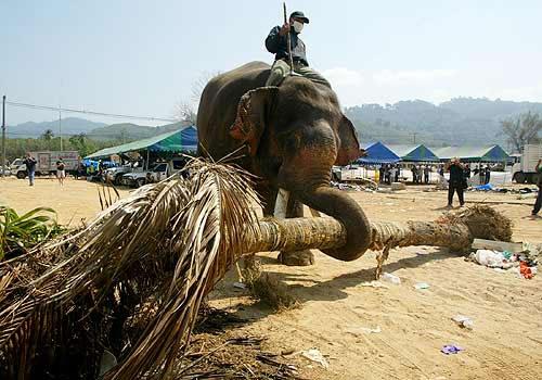 Elefánt-munkás
