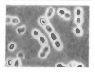 Azotobacter agile