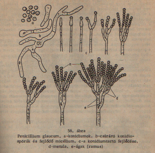Penicillium glaucum részei