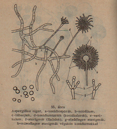 Aspergillus niger részei