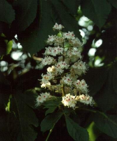 Vadgesztenye (Aesculus hippocastanum )