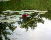 Nymphaea odorata