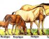 A ló evolúciója