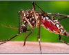 The Aedes aegypti mosquito is the principle vector responsible for transmitting 