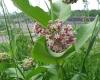 http://upload.wikimedia.org/wikipedia/commons/3/31/The_common_milkweed_in_all_it